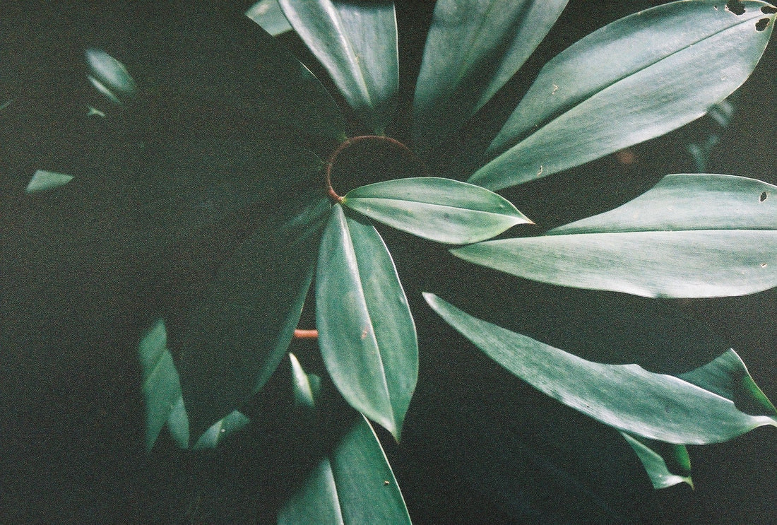 SPIRAL GINGER